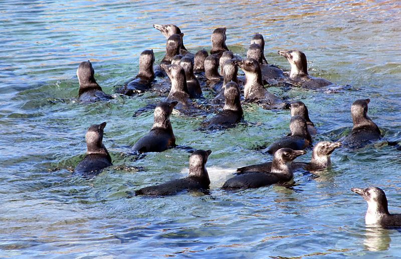 De Hoop African penguin colony — researchers seek flicker of hope