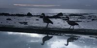 Double Duck... And Skies and rocks. Shot at the Glencairn tidal pool. Image: Alan Glass 