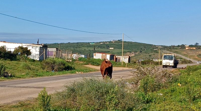 Dysfunctional pound adds to growing concerns over foot-and-mouth in Nelson Mandela Bay