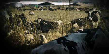 Key evidence of Free State agriculture finance head postponed due to Covid-19