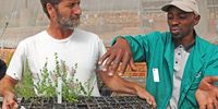 Anthony Hitchcock and colleague Ntsindiso Zide at the Kirstenbosch living collections nursery, March 2013