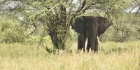 Tusker - Tarangire National Park. Image: Godfrey Budler 