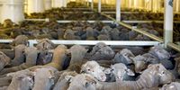 Sheep destined for the Middle East stand in pens onboard the Al Messilah at the Fremantle wharf near Perth, Australia, on 22 February 2019. (Photo: Trewvor Collens EPA-EFE)
