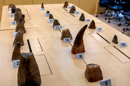 Hawks investigate ‘theft’ of 98 rhino horns