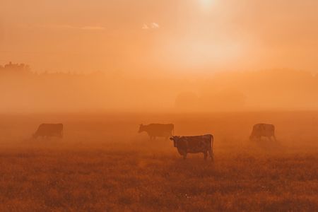The Planet, the Farmer and the madness of fighting a lost battle