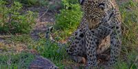 The tortoise and the… well leopard! Photographer: Pierre van der Berg @vanderberg_photography