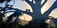 Cape Point Baboons waking up.