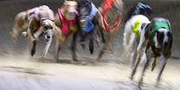 A greyhound race in Sydney, French riots, and more from around the world