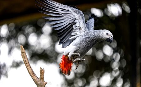 Cross-border freedom boosts African reporter’s mission to tackle wildlife trafficking scourge