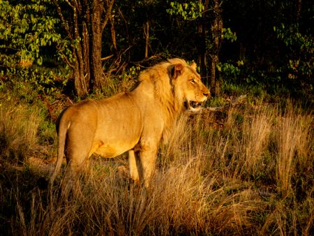 Targeted poaching poses existential risk to Africa’s dwindling lion population
