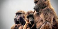 Drawing the line on Cape Town’s baboons