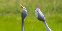 Our National Bird the Blue Crane -  mating pair calling