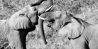 Some elephant play at Amakhosi Safari Lodge. Image: John Haslett