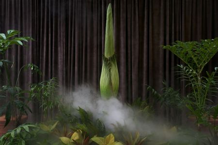 Thousands flock to see rare, smelly corpse flower bloom in Sydney