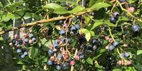 Blueberries on the vine in Ed Stoddard’s mother’s Nova Scotia garden. (Photo: Ed Stoddard)<br>