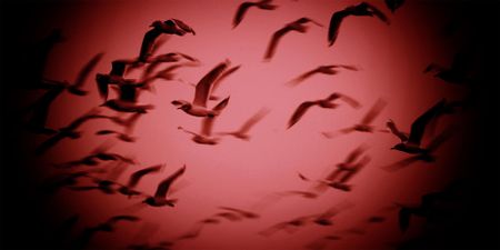 End-of-life anxiety and finding meaning in a collapsing climate