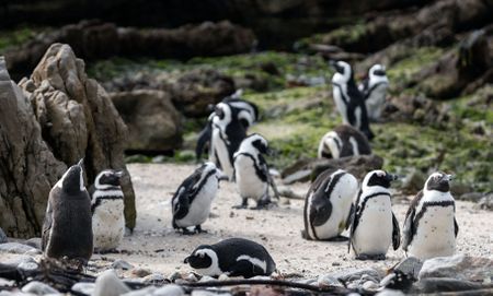 Kogelberg reserve shows how protecting our biospheres is a sound investment