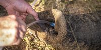 A tube is placed at the end of the elephant’s trunk to keep it open and facilitate breathing. (Photo: Shiraaz Mohamed)