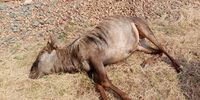 A dead wildebeest next to tracks. (Photo: Supplied)
