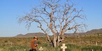 One of the skeletal trees that stand guard over the Deelfontein gravesite. Image: Chris Marais