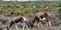 Bontebok beauty. Image: Jane Turner<br>