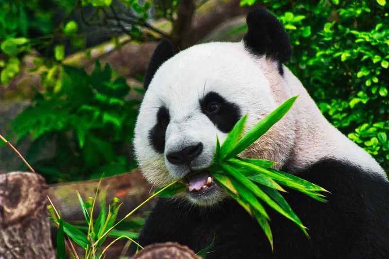 The biological wonder of a panda’s ‘thumb’