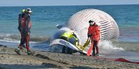 epa09697423 People work to remove the carcass of a nine-meter long fin whale (Balaenoptera physalus) at La Rada beach in Estepona, Malaga, southern Spain, 20 January 2022.  EPA-EFE/Antonio Paz