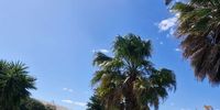 Jet in my yard. Photo: Vivienne Frei<br>