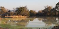 Mabalingwe waterhole. Photographer: Cambria Behrenes