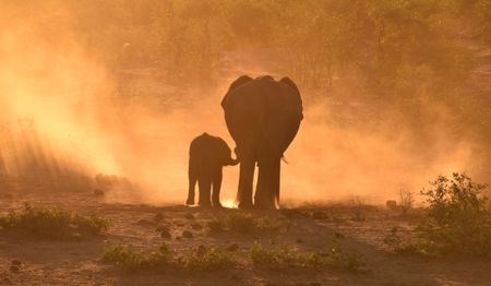 Sharing South Africa with elephants: new strategy calls for a major rethink