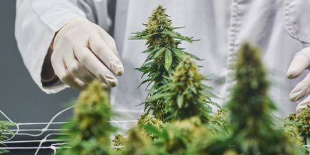 Cannabis industry has huge economic value for South Africa, but government dragging its feet