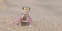"Gecko fashion model" <br>Spotted during a walk in the Namib Desert, this  Namib sand gecko positioned itself perfectly, posing for a portrait worthy of a National Geography cover. Sandwich harbour, Namibia. (Photo: Michela Bordoli)