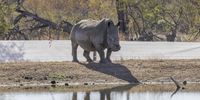 Rewilded rhino approaching water hole following its translocation. (Photo: Rifumo Mathebula)