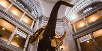 The Fénykövi elephant at the Smithsonian Institute in Washington. Image: Alejandro Barba / Unsplash 