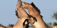 Przewalski’s horses in Hortobagy National Park, and more from around the world
