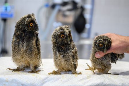 An avian hospital in Hungary, and more from around the world