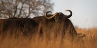 Buf Stare. Taken at Rhino Park. Image: Glyn Davies