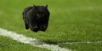SYDNEY, AUSTRALIA - JULY 10:  A black cat enters the field of play during the round 18 NRL match between the Penrith Panthers and the Cronulla Sharks at Pepper Stadium on July 10, 2016 in Sydney, Australia.  (Photo by Cameron Spencer/Getty Images)