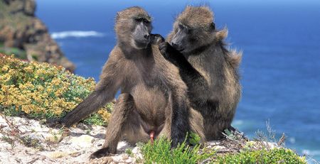 South Africa’s baboon crisis — how bureaucracy became a death sentence