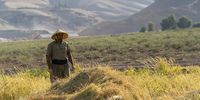 Upland rice being picked by workers in Banihelan village, Kurdistan, Iraq, in October 2021. (Photo: Susan Schulman)