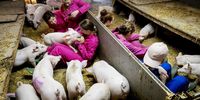 A group of people cuddle with piglets in the stable of organic company De Beukentuin in Hoogeloon, The Netherlands, 04 June 2023. Visitors to the farm can pet pigs up close.  EPA-EFE/KOEN VAN WEEL