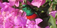  Sunbird in all its glory</p>
<p>