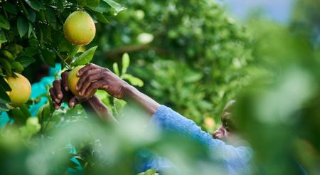 SA’s food system on trial — Who controls what we eat?