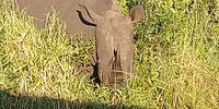 Wildlife Hluhuwe game reserve 14 May 2021. 4 of the Big 5 in less than three hours!