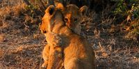 Sibling cuddles. Photographer: Garth Mcjarrow
