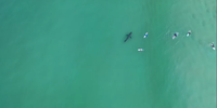 Drone footage shows a white shark swimming among surfers in Plettenberg Bay. (Photo: Zachary Berman)