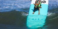 World Dog Surfing Championships, and more from around the world