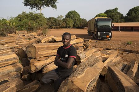 Global hardwood demand fuelling illicit trade cuts deep into Gambia’s revenue