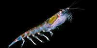 Antarctic krill. (Photo: Wikipedia)