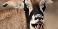 Hello, hello!  Roan antelope, Bothongo Rhino and Lion, Muldersdrift. Photographer: Steph Vermeulen